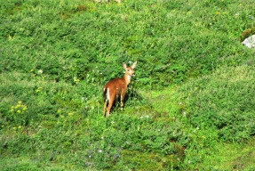 Deer at Rainier