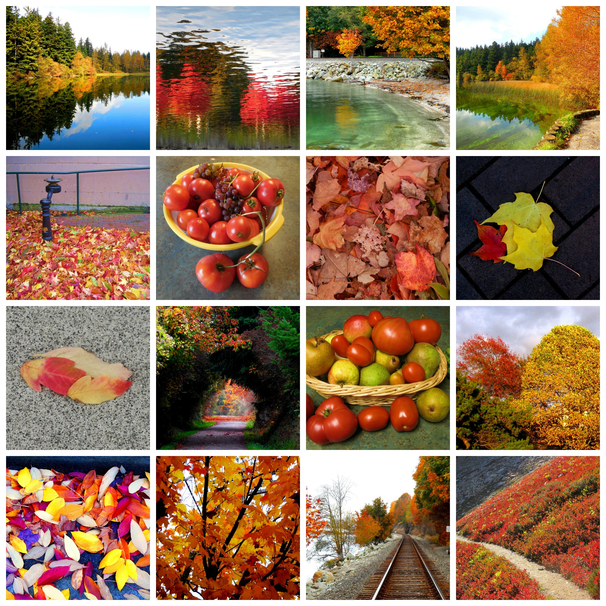 autumn collage
